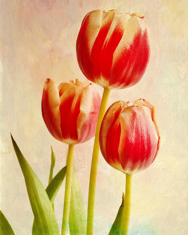 Three Tulips Photograph by James Bethanis
