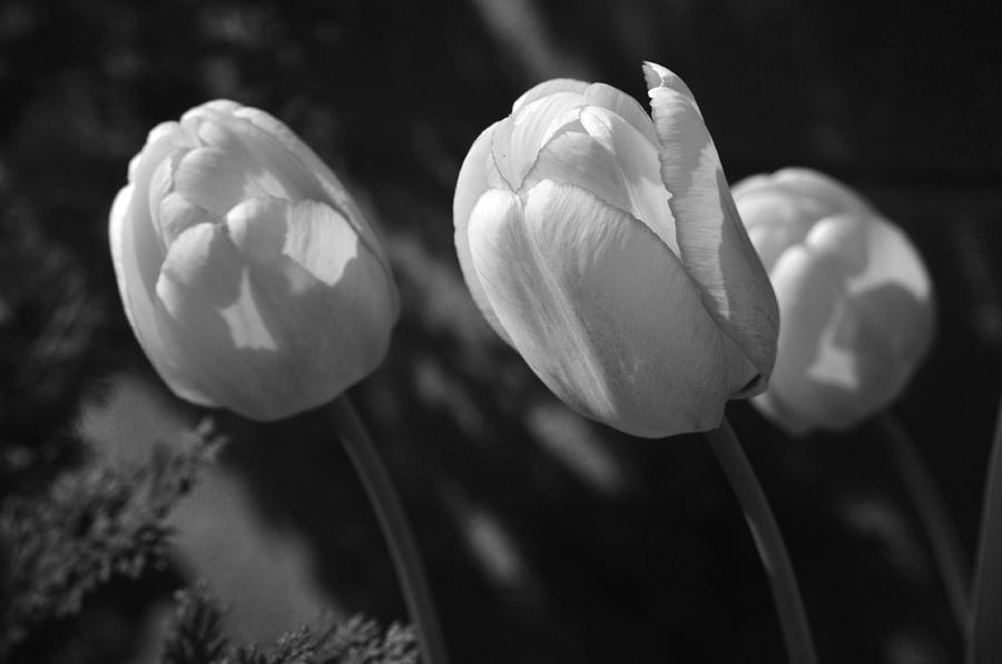 Three Tulips Photograph by Sharon Glatthorn | Fine Art America