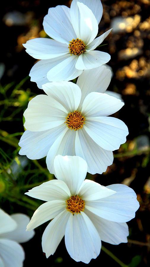 Three White Flowers Photograph by Steve McKinzie