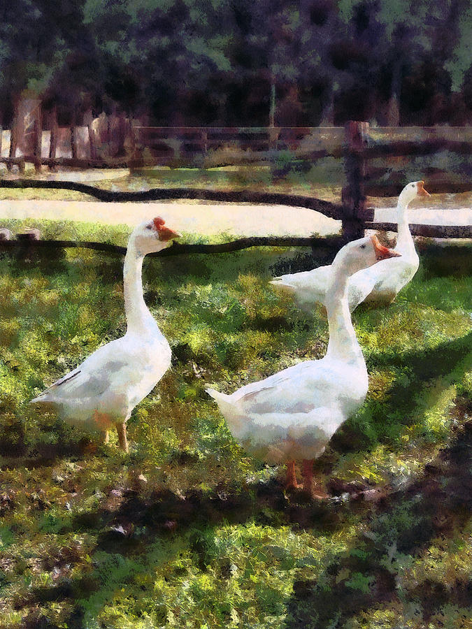 Goose Photograph - Three White Geese by Susan Savad
