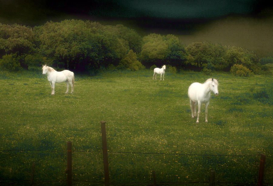 Three White Horses Photograph by Jim Painter