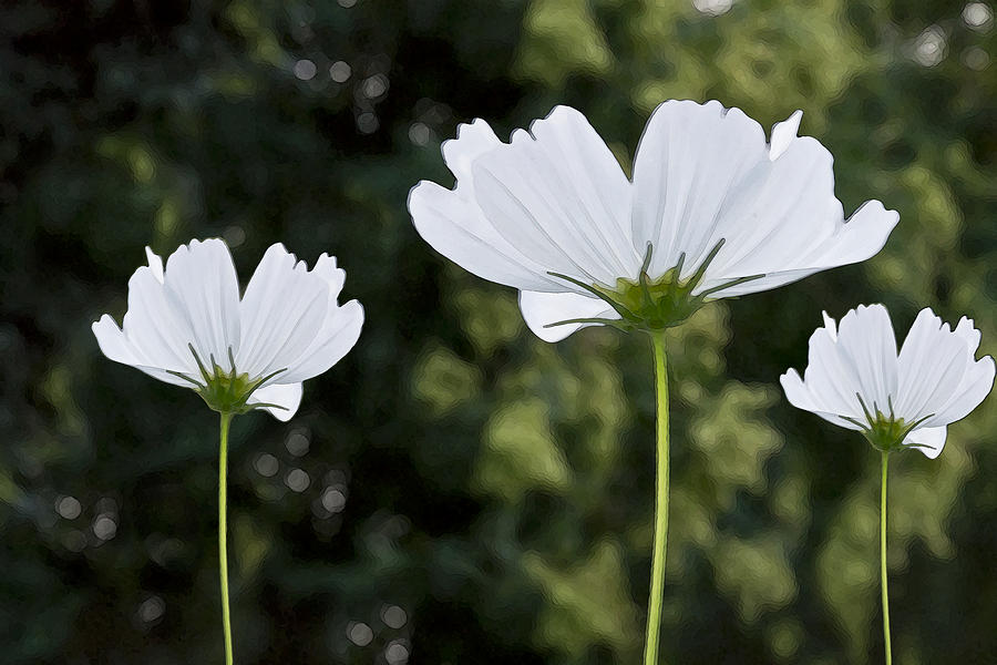 Three Wildflowers Photograph by Angelina Tamez