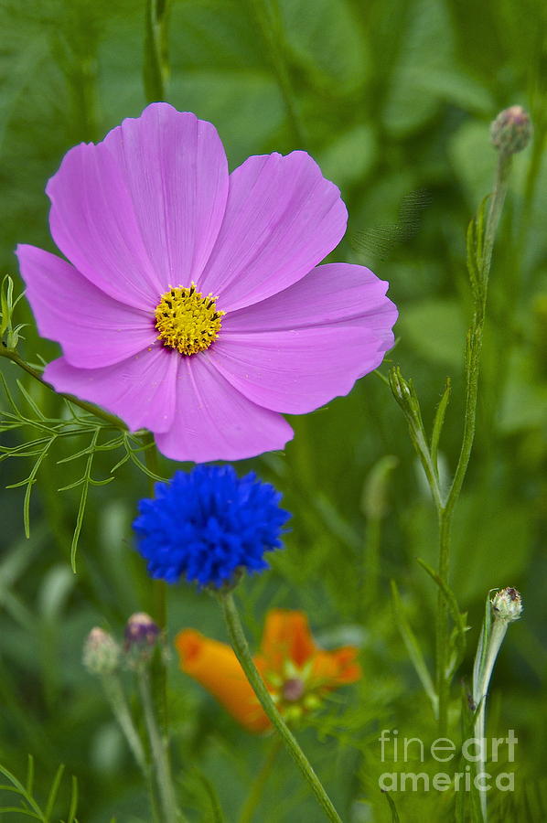 Three Wildflowers Photograph by Sean Griffin