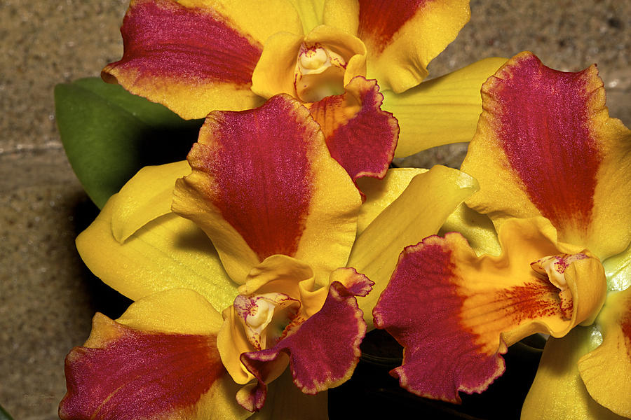 Three Yellow And Red Orchids Photograph by Phyllis Denton