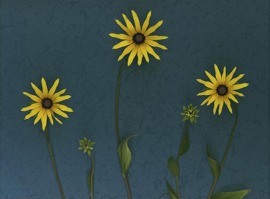 Three Yellow Flowers Photograph by Deddeda