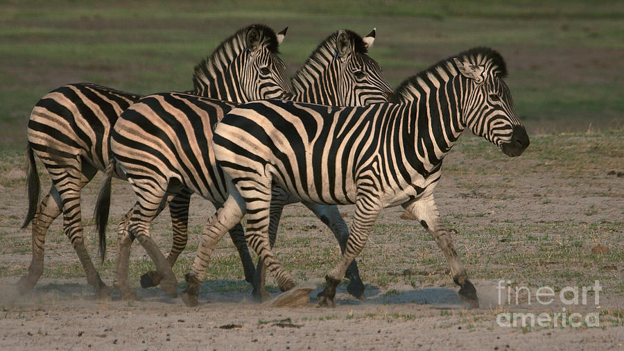 Three Zebras Photograph by Mareko Marciniak