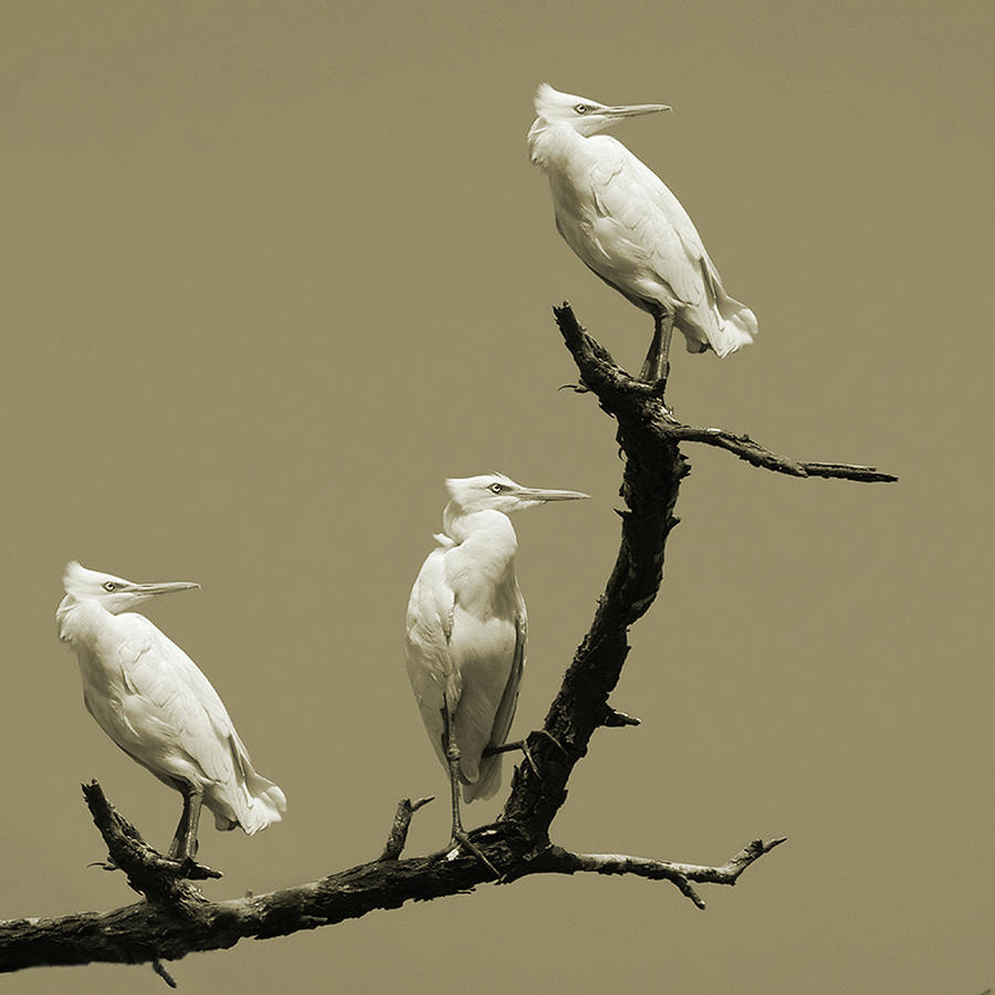 Egret Photograph - Threes A Crowd by Mukesh Srivastava
