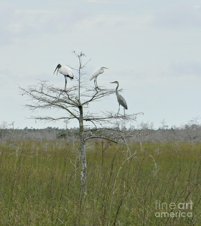 Bird Photograph - Threes A Crowd by Tammy Chesney