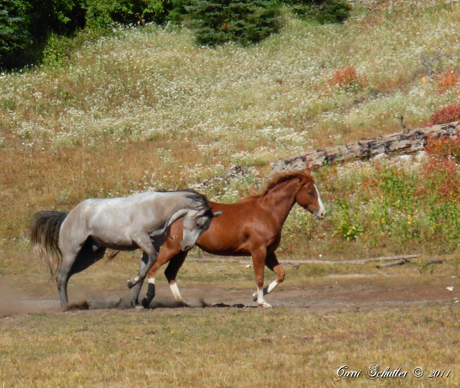 Horse Photograph - Thrill of the Chase by Carri Schutter