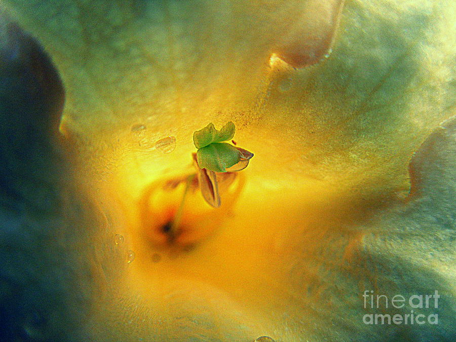 Throat of a Flower Photograph by Renee Trenholm