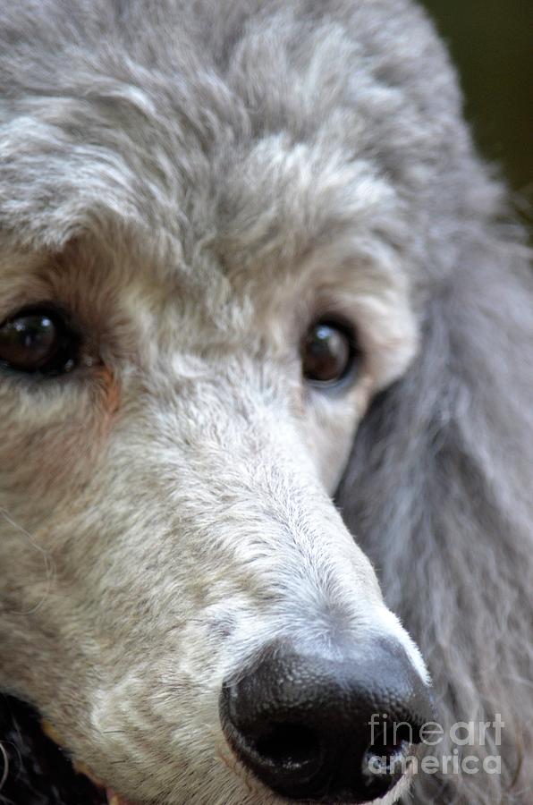 Poodle Photograph - Through Dustys Eyes by Maria Urso