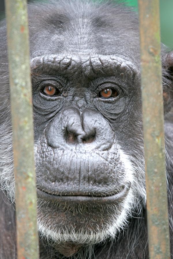 Caged Eyes - Gorilla Face Photograph