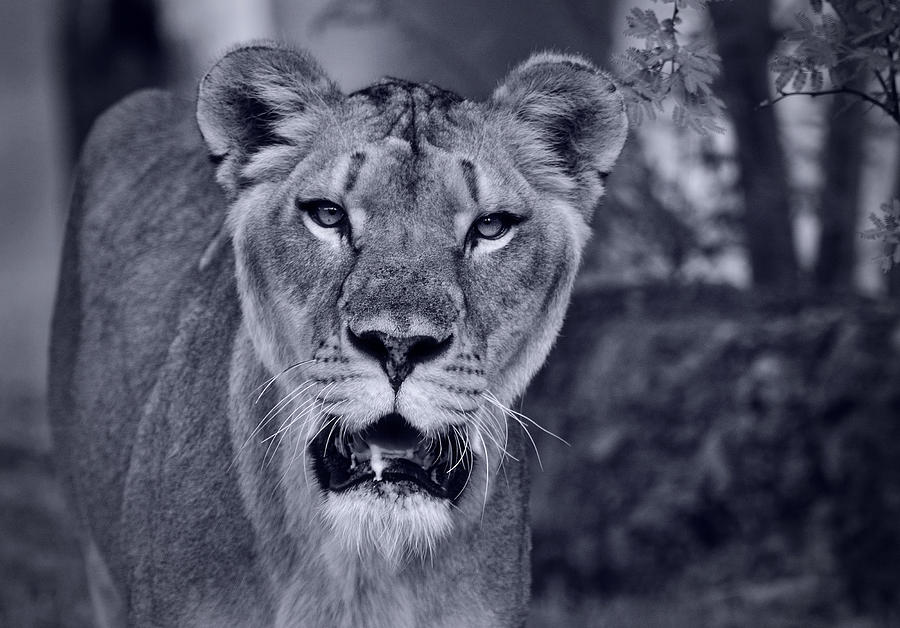 Through the Eyes of a Lion  Photograph by Saija Lehtonen