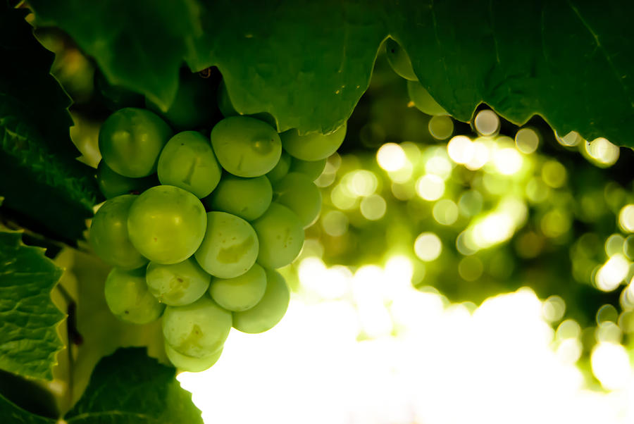 Grapes Photograph - Through the Grapevine by Josh Blaha