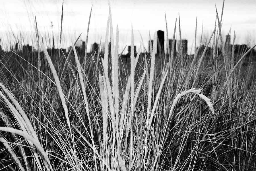 Through the Grass Photograph by Milena Ilieva