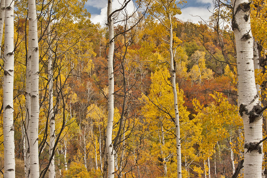 Thru the Aspens Photograph by Larry Darnell