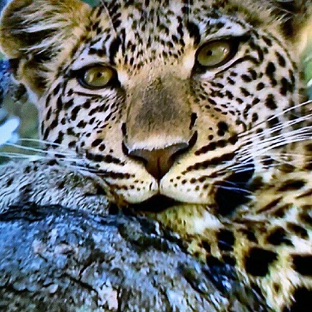 Thru The Eyes Of The Leopard Photograph by Zain Zubir