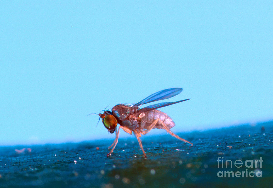 Thrypticus Fly Photograph by Science Source