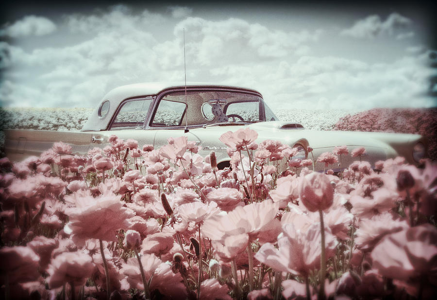 Floral Photograph - Thunderbird Classic by Donna Pagakis Floral Photograph - Thunderbird Classic by Donna Pagakis