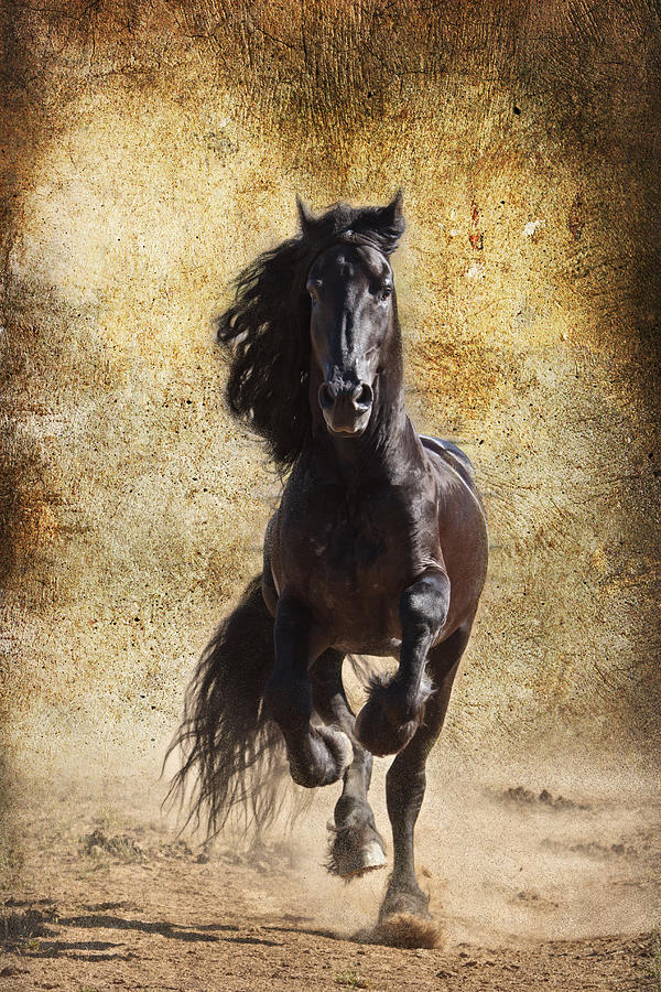 Thundering Stallion Photograph by Wes and Dotty Weber