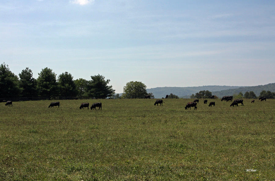 Thurmont Farms - Cattle Peacefully Grazing  Photograph by Ronald Reid