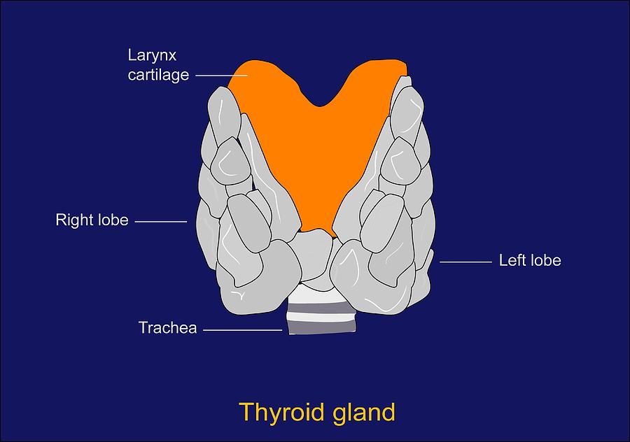 Thyroid Photograph - Thyroid Gland, Artwork by Francis Leroy, Biocosmos