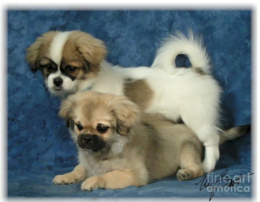 Close Cute Tibetan Spaniel Stock Photo By ©YAYImages, 47% OFF