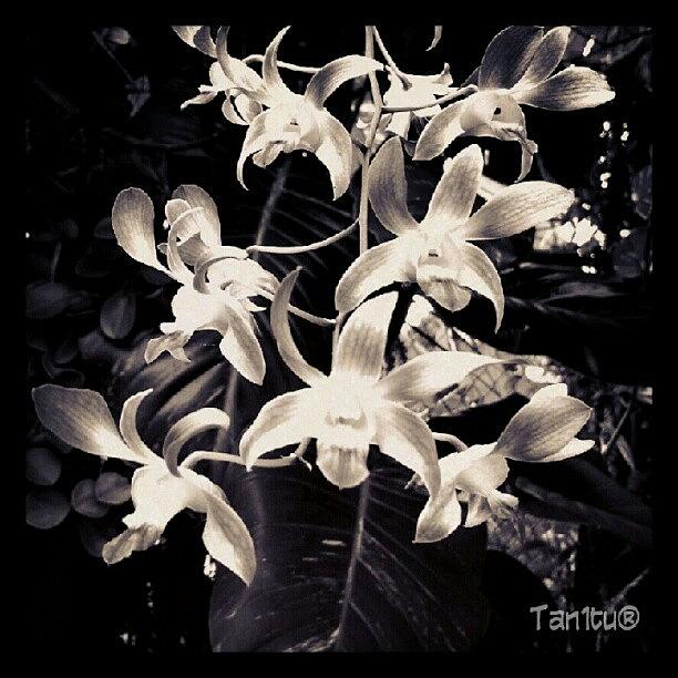Orchid Photograph - #ti_challenge_34 @true_instinct by Tania Torres