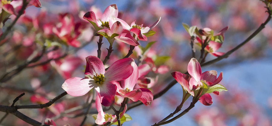 Tickled Pink Dogwood Photograph by Kathy Clark