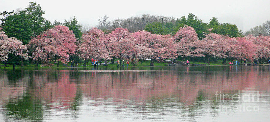 Tidal Basin with Cherry Blossoms Photograph by Jack Schultz
