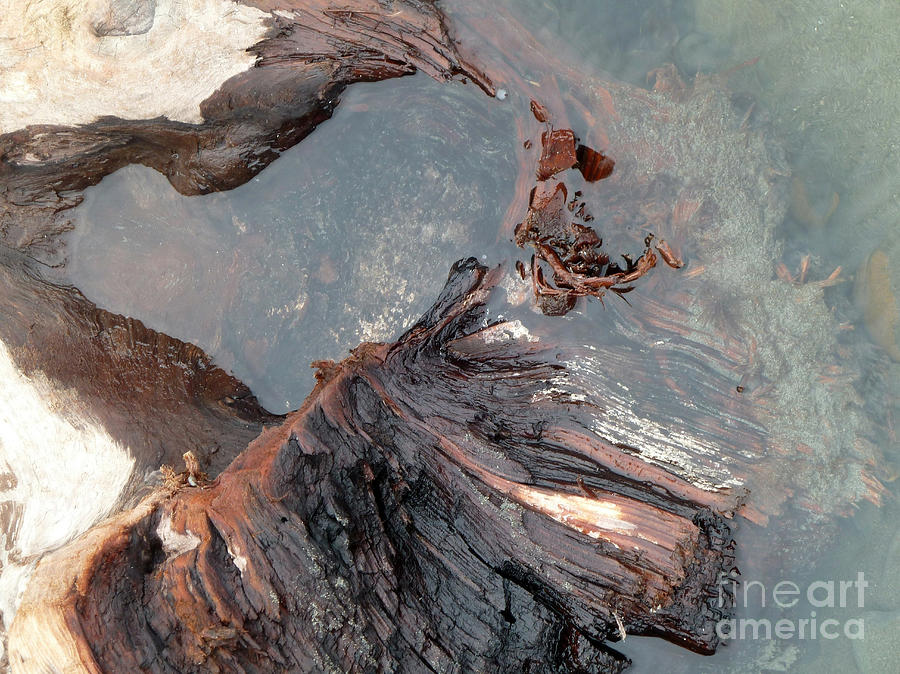 Abstract Photograph - Tidepool Heart by Newel Hunter