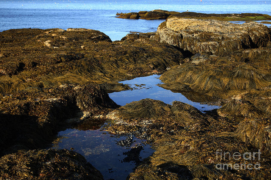 Tidepool In Maine Photograph by Ted Kinsman
