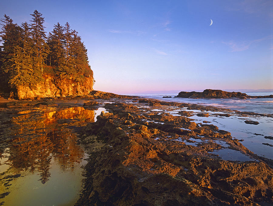 Landscape Photograph - Tidepools Exposed At Low Tide Botanical by Tim Fitzharris