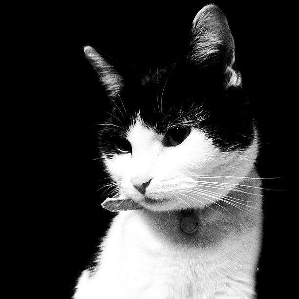 Cat Photograph - Tier My Little Model by Rachel Williams