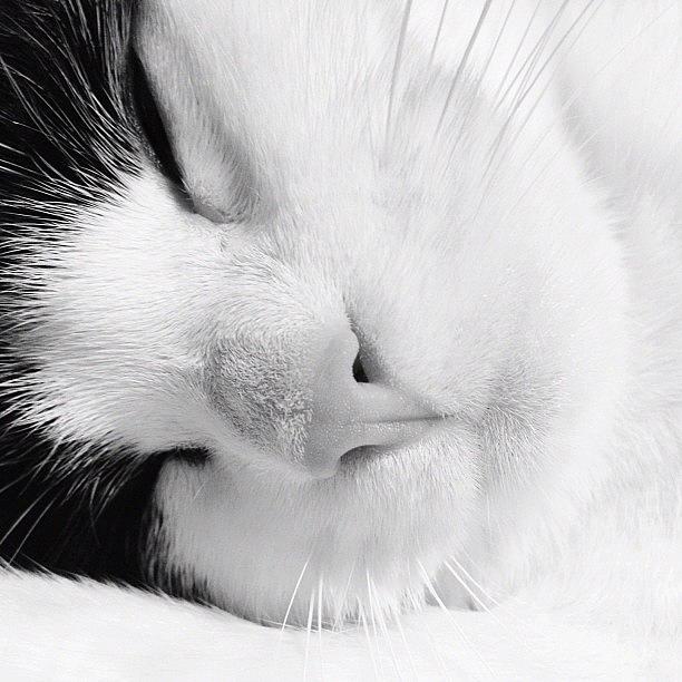 Cat Photograph - Tier Sleeping by Rachel Williams