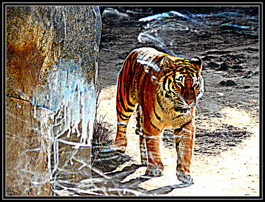 Tiger-2 Photograph by Anand Swaroop Manchiraju