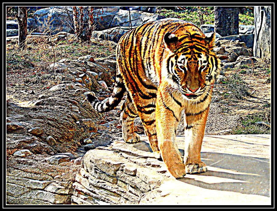 Tiger-5 Photograph by Anand Swaroop Manchiraju