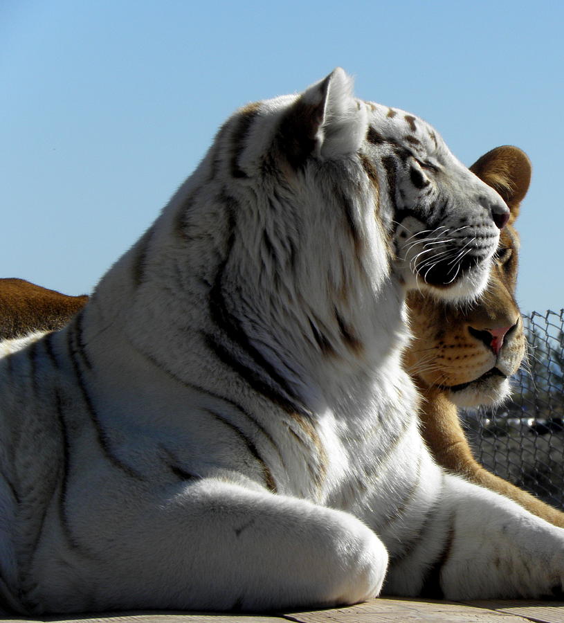 Tiger and Lion friends Photograph by Kim Galluzzo Wozniak