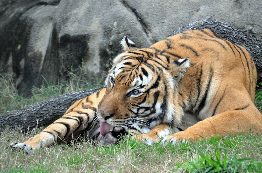 Tiger Bath Photograph by Teresa Blanton - Pixels