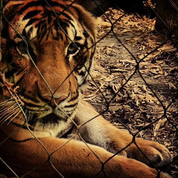 Cat Photograph - #tiger #beautiful #beauty #amazing #cat by Diana Garcia