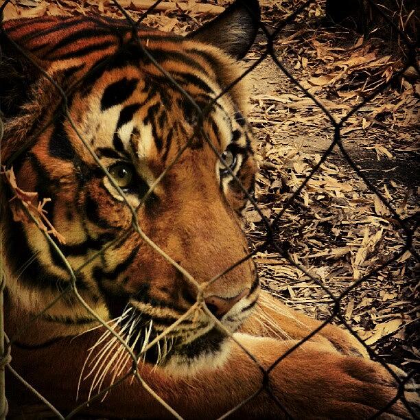 Cat Photograph - #tiger #beauty #beautiful #wild #cat by Diana Garcia