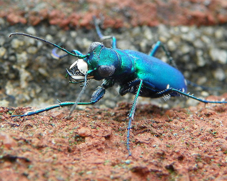 Tiger Beetle 3 Photograph by Chad and Stacey Hall
