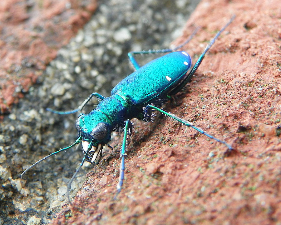 Tiger Beetle Photograph by Chad and Stacey Hall
