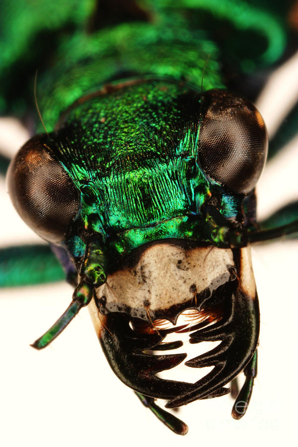 Tiger Beetle Photograph by Ted Kinsman