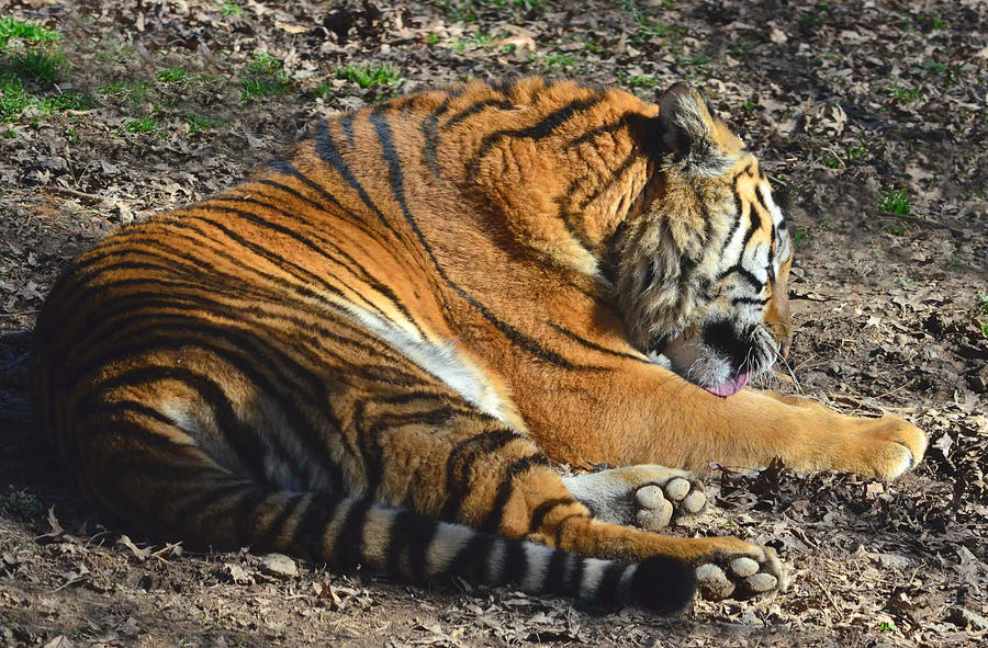 Tiger Behavior Photograph by Sandi OReilly
