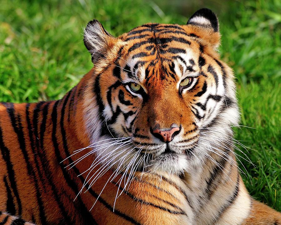 Tiger Photograph by Bill Dodsworth