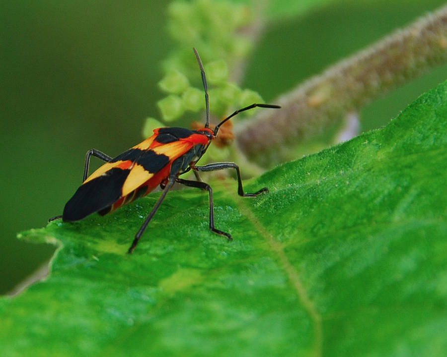 Tiger Bug Photograph by Brenda Laird - Pixels