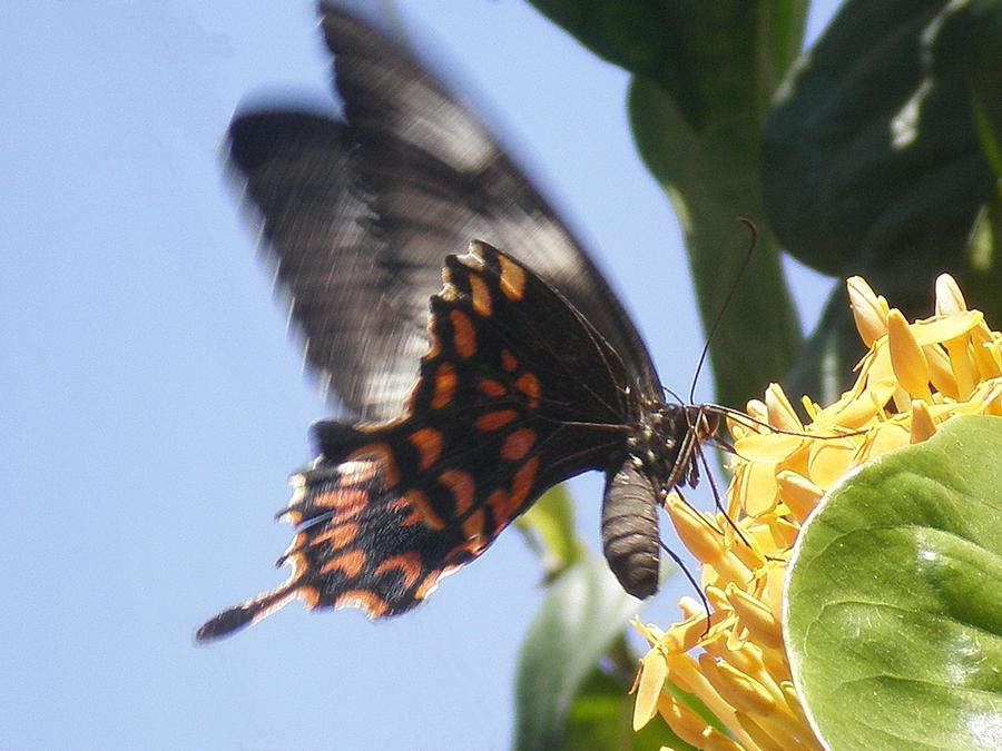 Tiger Butterfly Photograph by Rupak Sengupta