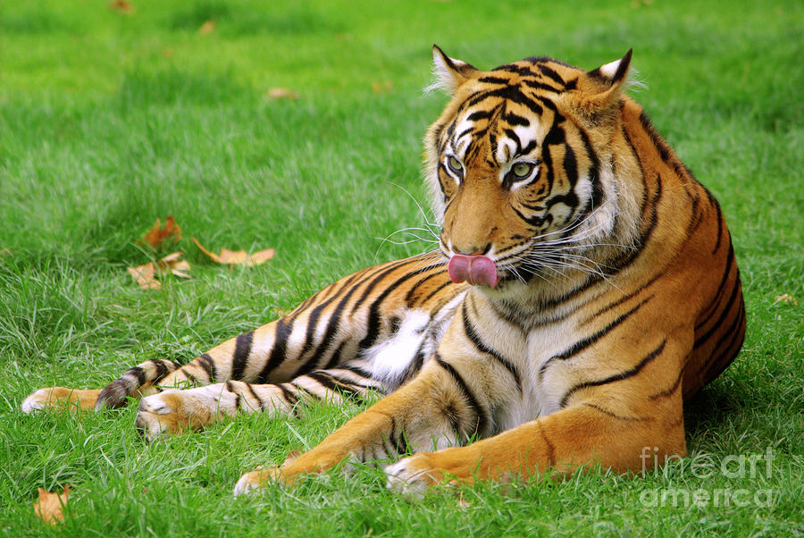 Tiger Photograph by Carlos Caetano