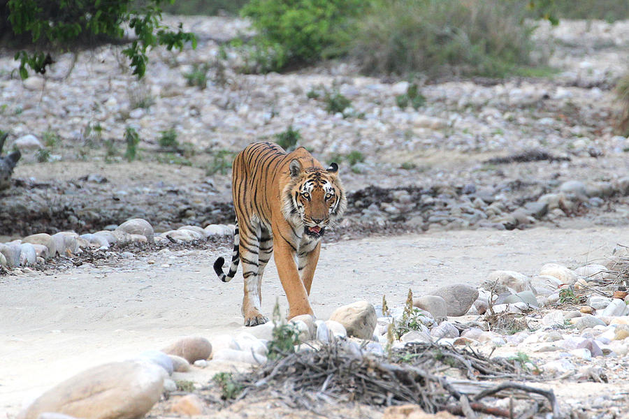 Tiger Photograph - Tiger - Clear my path by Pawan Jaidka
